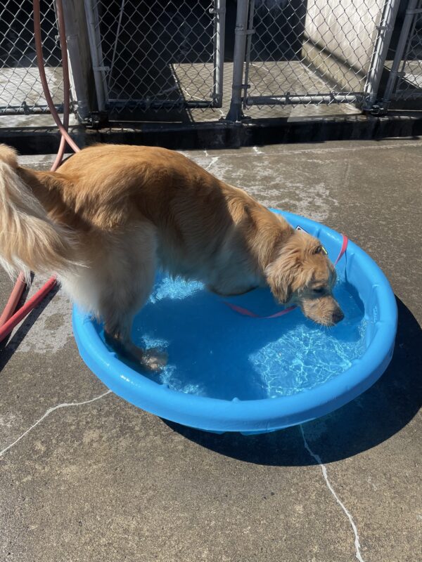 Bart splashes around in a bright blue kiddie pool, positioned in a play bow to get his head wet