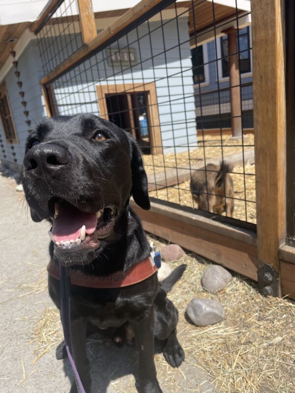 Dwayne sits in harness, smiling up at the camera. Behind him is a pen with a baby brown pigmy goat nearby.