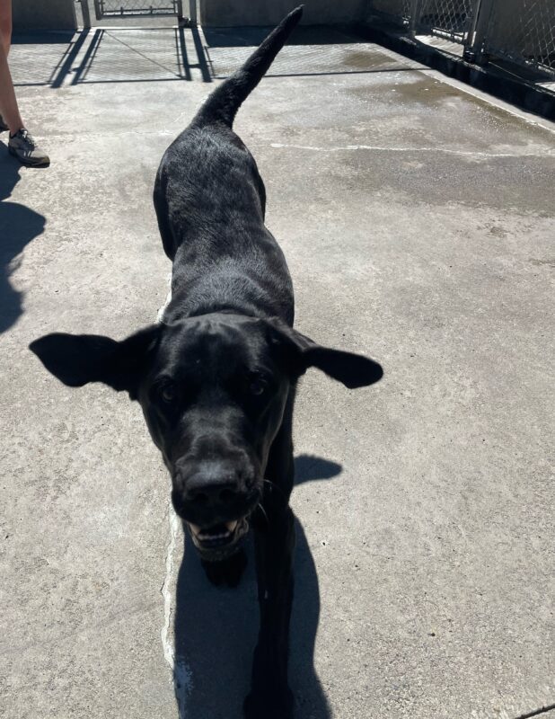 Dwayne runs toward the camera in Community Run- his ears are flopping around and he has a smile on.
