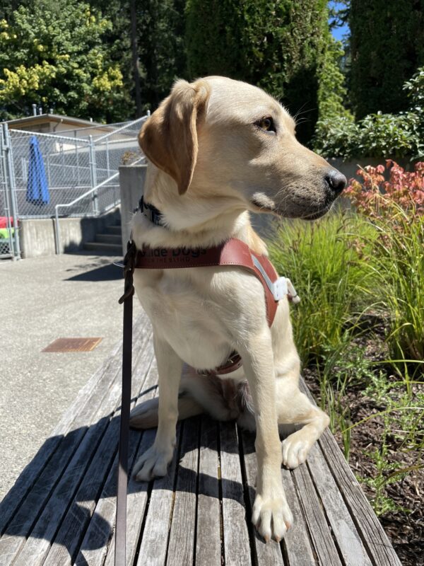 Penelope (a yellow Labrador Retriever) sits on a bench on the Oregon campus. She is wearing a guide dog harness and looking off to the right. In the background is various foliage and part of the kennel complex.