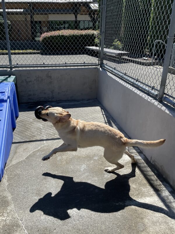 <p>Penelope playing in community run. She is holding a tug toy and running off the the left of the photo.</p>