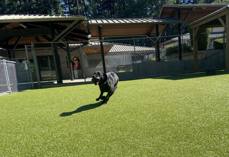 Houston is running with a black Goughnut in his mouth in the turf paddock area.
