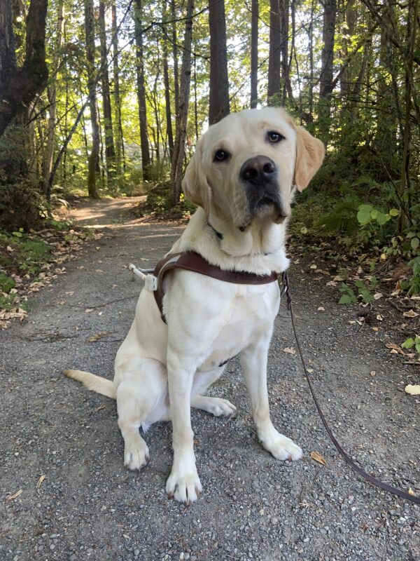 Hawking is sitting on a gravel pathway, looking at the camera, wearing his harness. There are trees and green shrubbery in the background.