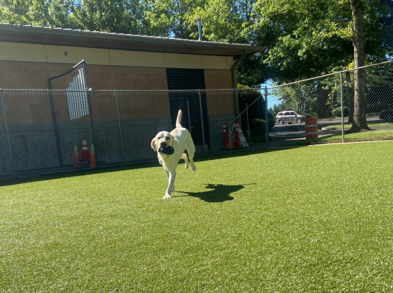 Hawking is running in the turf paddock area. He is running toward the camera with a black Goughnut in his mouth. His tail and two hind feet are in mid-air.