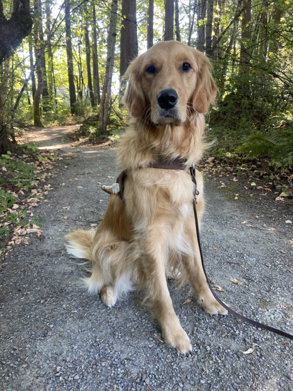 Riggs is sitting on a gravel pathway, wearing a his harness and looking at the camera. There are trees and green shrubbery in the background.