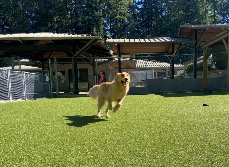 Riggs is running toward the camera in the turf paddock area. Both front feet are in the air, in mid-stride, ears flapping in the air, and mouth open to show his pearly white teeth.
