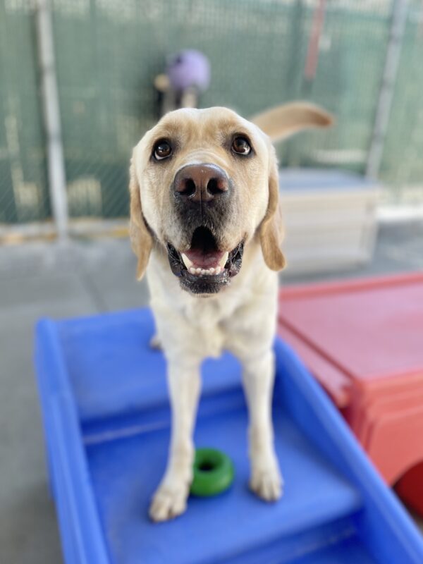 Vermont stands on a large blue plastic piece of play equipment in the community run area. His mouth is open and he looks up at the camera. His tail has been caught mid-wag.