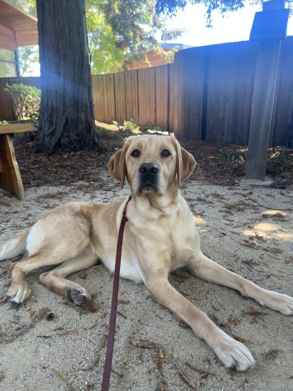 Dorothy spends some time cooling off in a shaded area on campus by laying in a patch of decomposed granite surrounded by trees. She is looking intently at camera and is lying down.