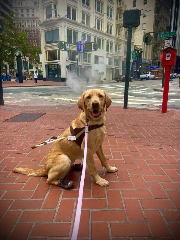 Dorothy takes on the big city of San Francisco! She is sitting down on a red brick road wearing her harness and back booties. Large buildings and steam from a maintenance cover are seen in the background. She is wearing a smile on her face.