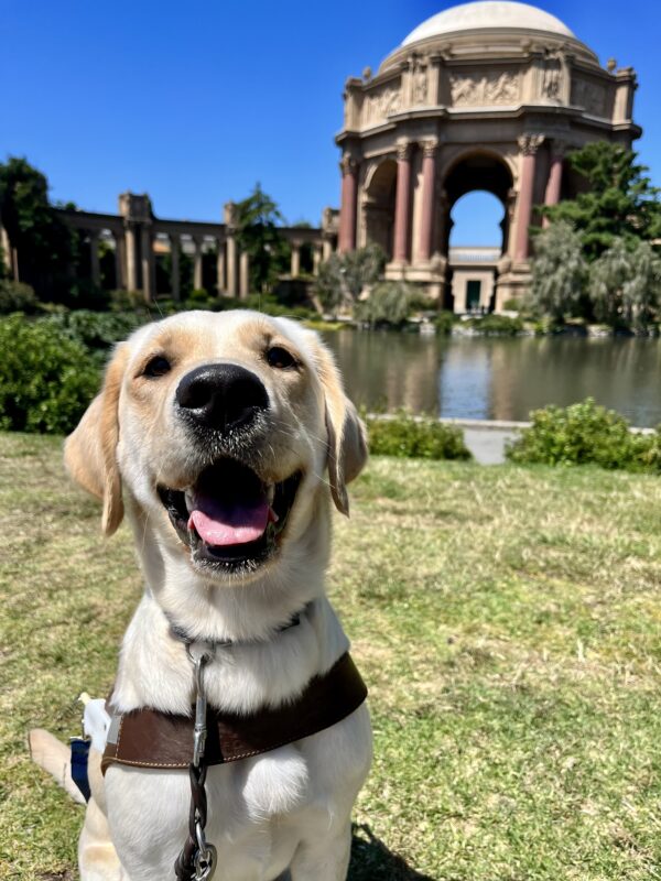 Mara is sitting on green grass while wearing her harness. Behind her is the Palace of Fine Arts which is located in San Francisco.