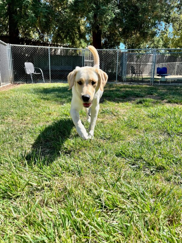Mara is running through green grass in an enclosed paddock. Trees and a blue sky is seen in the background.