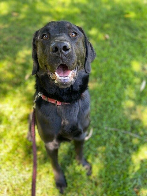 Brady, a black lab male, sitting looking up at the camera with the green of grass behind him.