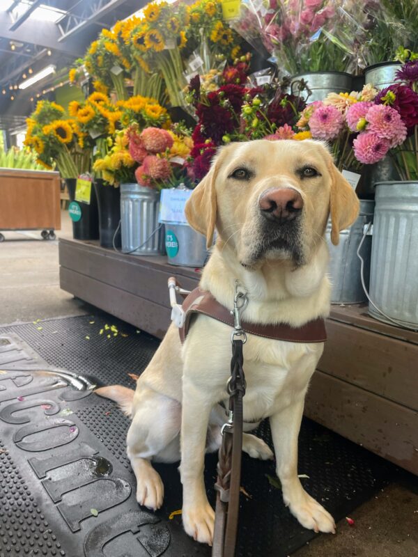 Proton sits in harness looking at the camera; he is in front of a display of colorful dahlias and sunflowers.