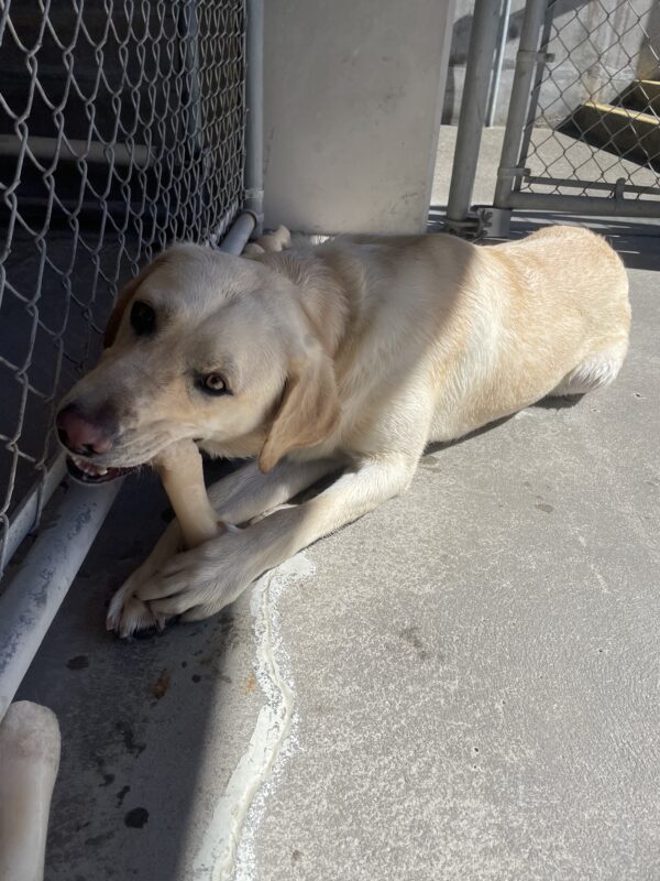Proton lays in Community Run, looking toward the camera while chewing a large Nylabone.