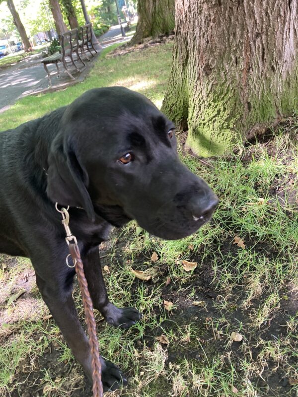 Bexley is pictured standing at the base of a large tree in a park setting. He is surrounded by grass and has park benches in the background. He is looking to the right of the camera.
