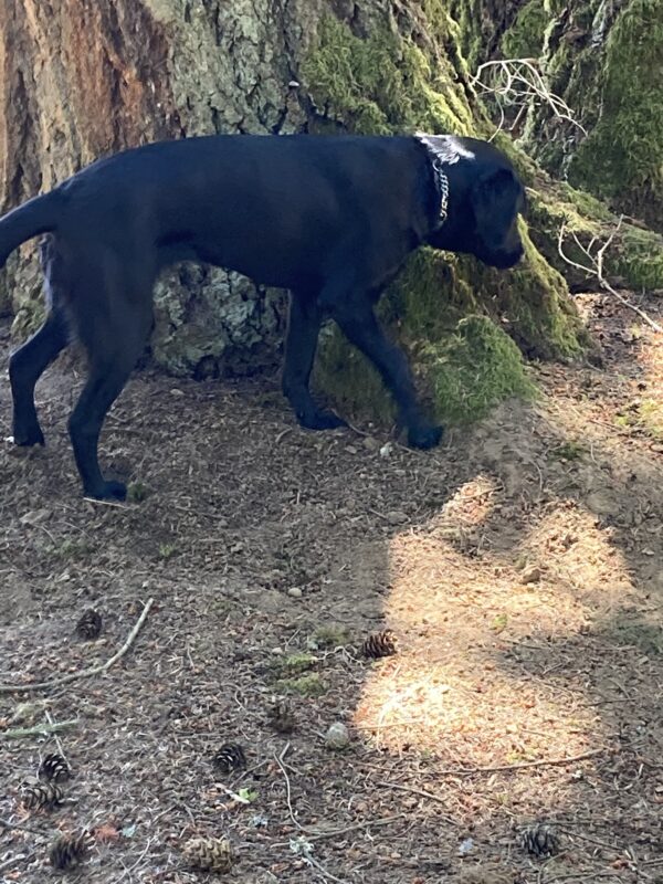 Vidalia is pictured off leash in a fenced in area. She is sniffing at the base of a very large and mossy spruce tree.