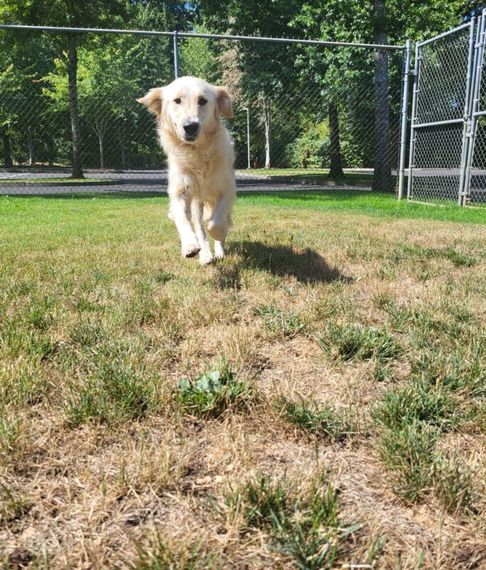 Jazzy is suspended mid-stride as she races towards the camera while in a fenced grassy area.
