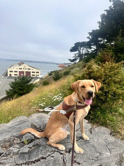 Yellow lab, Almond, wearing her harness sits on a large stump overlooking the San Francisco bay. A grassy green hillside and the blue waters of the bay are in the background.