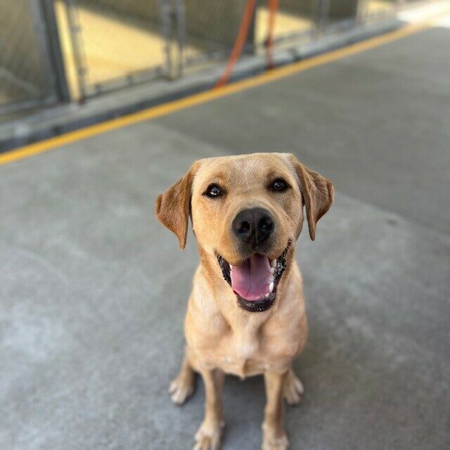 Close up of Yellow lab Almond, sitting in community run after a big play session. She is looking at the camera with her mouth open and her ears perked forward in an adorable smile.