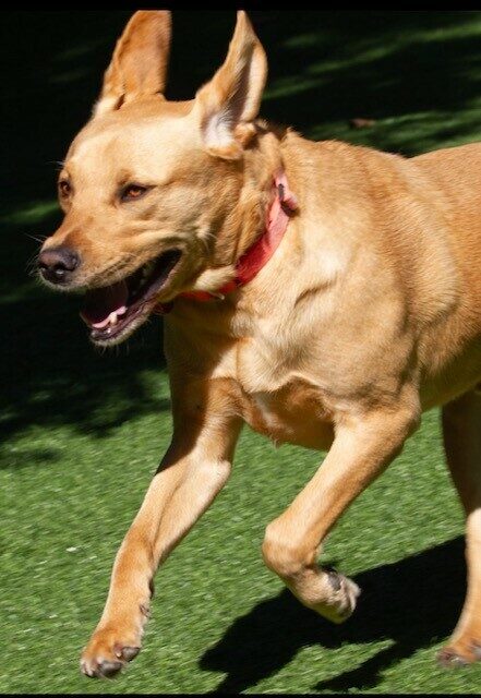 Yellow Lab Anderson running in the grass, his ears are in the air!