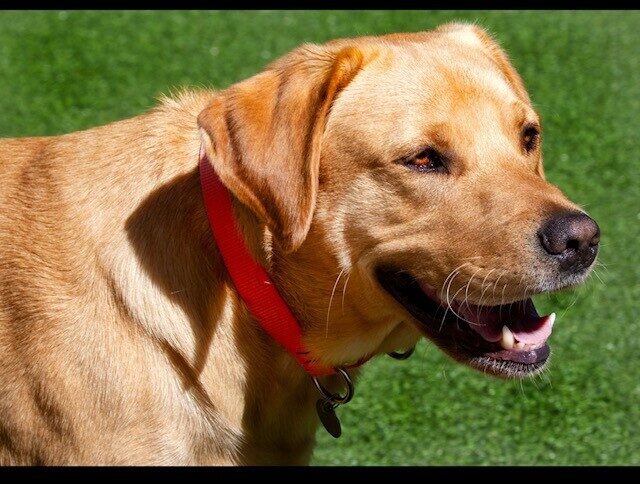 Headshot of Yellow Lab Anderson. He's wearing a red collar.