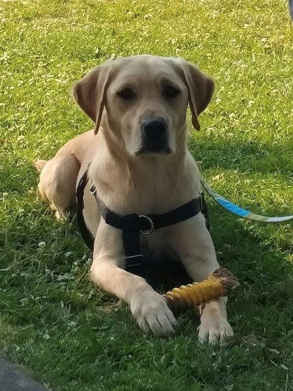 Yellow Lab Annika lies in the green grass looking at the camera with a yellow bone between her paws.