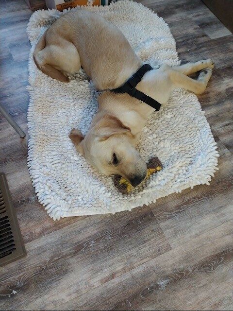 Annika wears a black harness and lies on a fleece bed in a funny pose with her head resting on her favorite bone.