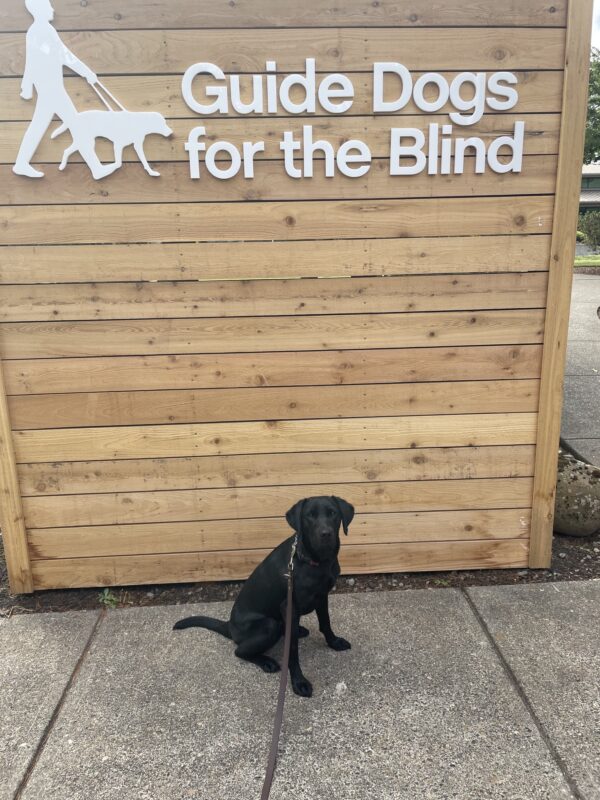 <p>A petite black lab sits in front of a wooden backdrop which has the Guide dogs for the Blind logo in white letters.</p>