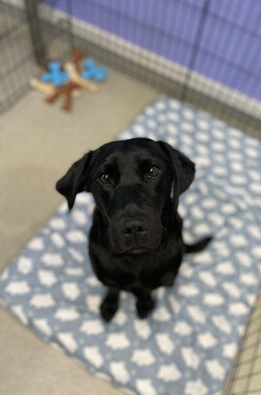 A petite black lab sits in an ex-pen while looking up at the camera. She is on a plush white and blue bed and has a pile of toys behind her.