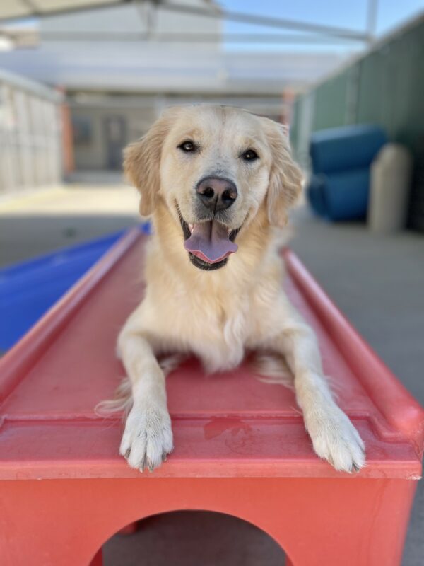 Azalea is lying down on top of a red piece of play equipment in the community run area of the kennel. She is looking directly at the camera with her mouth open and her tongue out.