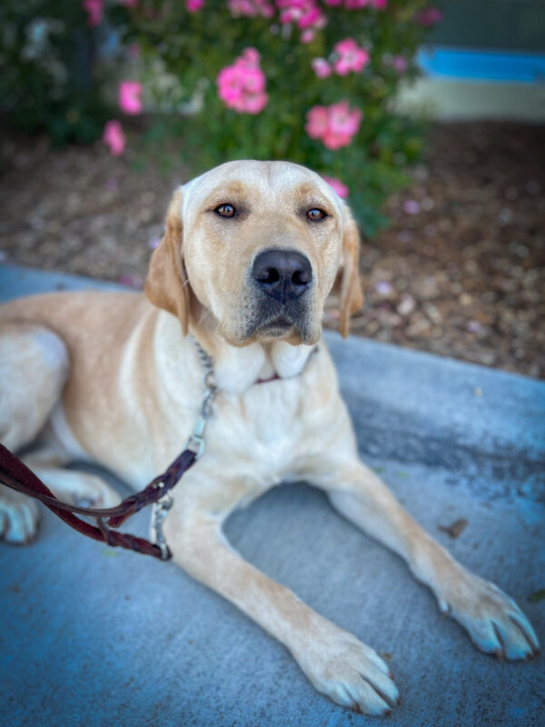 Yellow Lab Beauty lays on a shady cement path in front of bright pink roses.