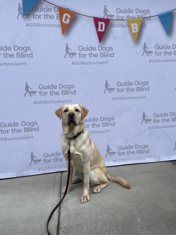 <p>Bijour, a yellow lab, sits in front of a white backdrop. The backdrop has a colorful flag banner which reads