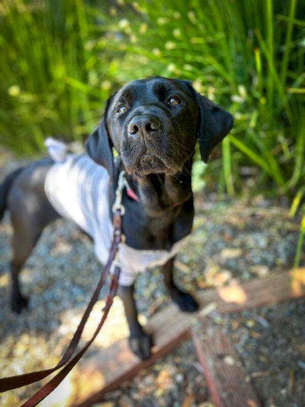 Black Lab, Blanchett stands on a shady gravel patch in front of bright green plants wearing a t-shirt to protect her spay surgery site.