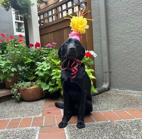 Black Lab/Golden Cross Buffy wearing her birthday hat.