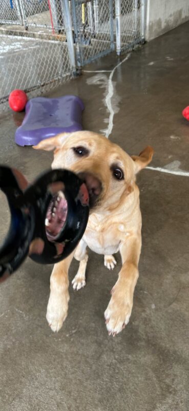 Caramel jumps in the air to grab a black and red figure eight-shaped GoughNut toy. She is in the CR area, which is concrete with cyclone fencing. There is a purple bone-shaped play structure and a red Jolly egg behind her. Her front paws are off the ground, her ears are flopping in opposite directions, and her mouth is open, about to bite down on the toy.