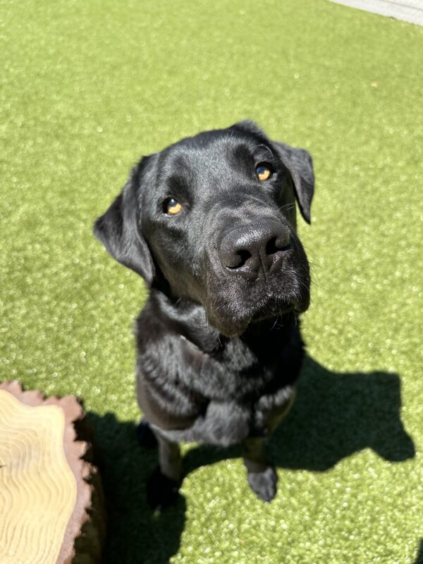 <p>Black Labrador Chandler sits on a green grassy field, looking directly into the camera, on a bright sunny day.</p>