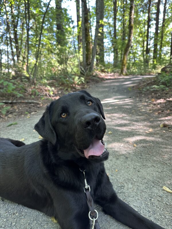 <p>Black Labrador Chandler lies in the middle of a long gravel trail, surrounded by lush trees and fallen leaves. He is looking at the camera with his mouth open and pink tongue hanging out.</p>