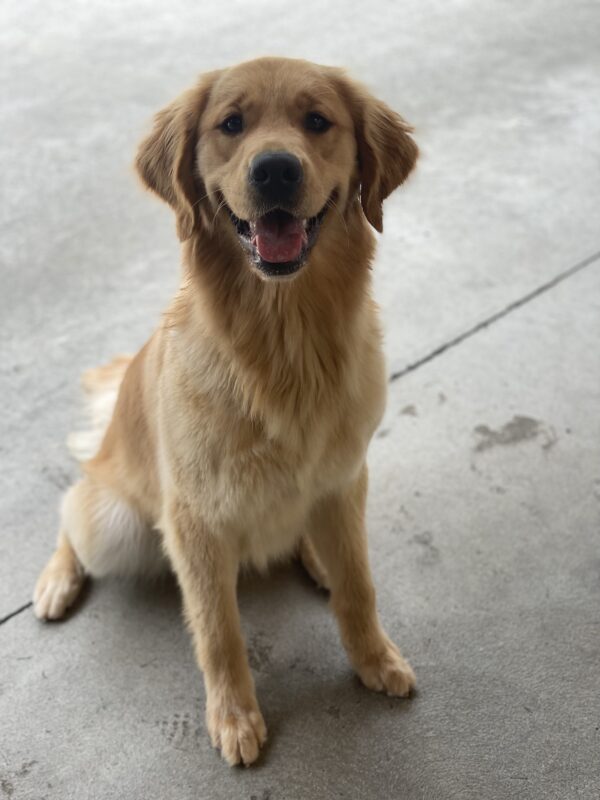 Dandelion sits on the cement in community run while smiling into the camera.