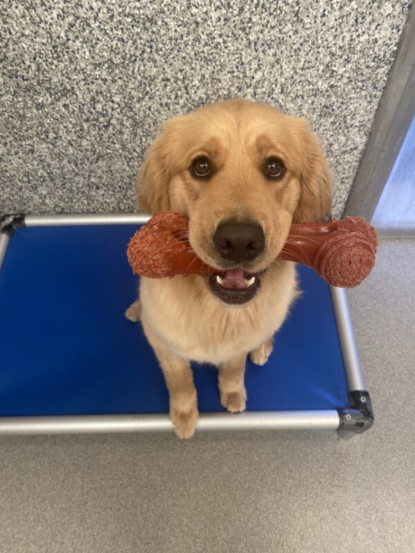 Dandelion sits on her bed in her kennel with a large Nylabone in her mouth while staring up into the camera.