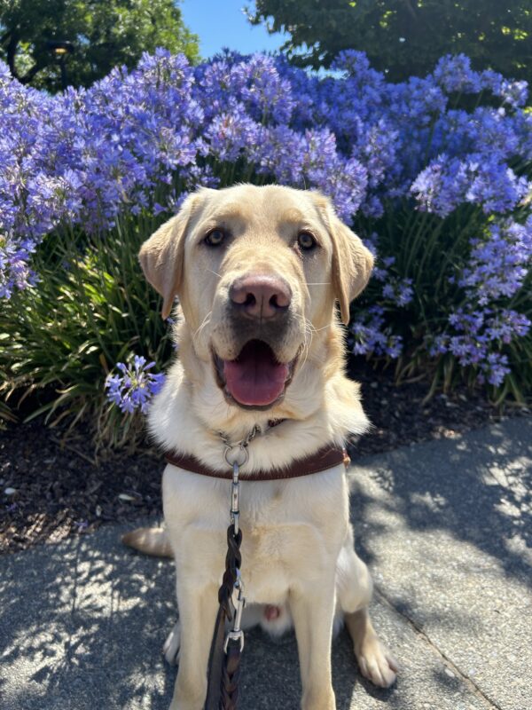 Danvers is smiling right at the camera wearing his harness with beautiful blue flowers behind him.