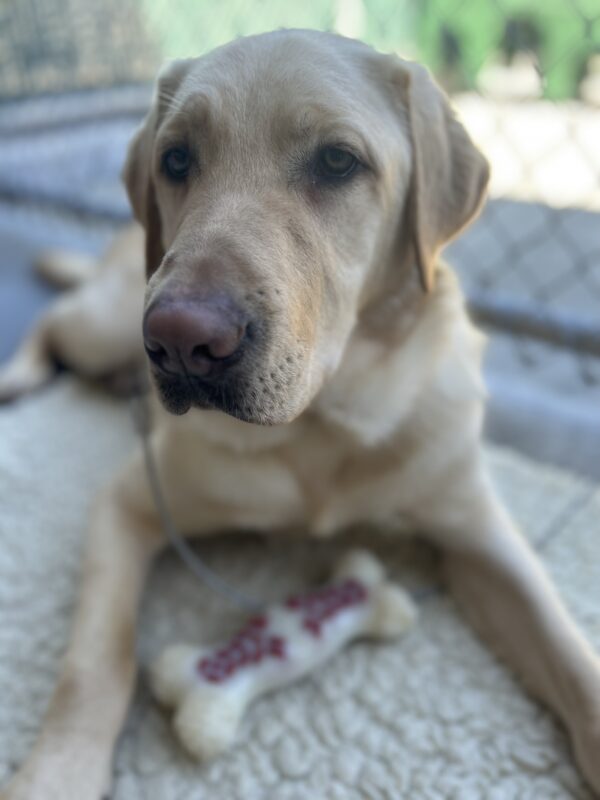 Danvers laying on a fleece pad with a nyla bone between his front feet while he is looking up at his instructor.