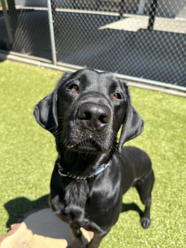 Black Labrador Dax is in a fenced in yard standing on green grass, lit up by bright sunshine.