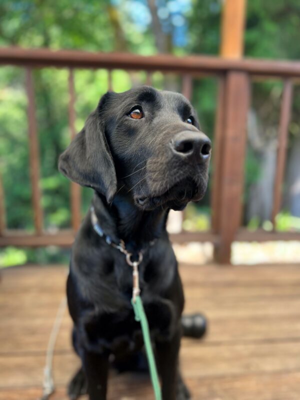 Black Labrador Dax is sitting on a wooden deck with blurred green trees in the background. Dax is looking curiously into the distance.