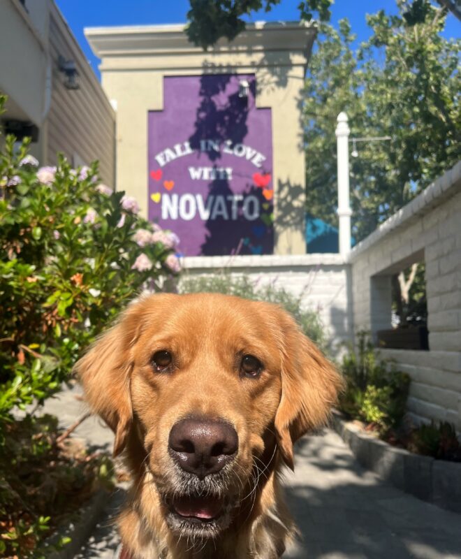 <p>Denver is pictured on leash, smiling at the camera in a small alcove near business' in a vibrant downtown area. There are several green plants and trees around him, and directly behind him is a building with a mural that reads