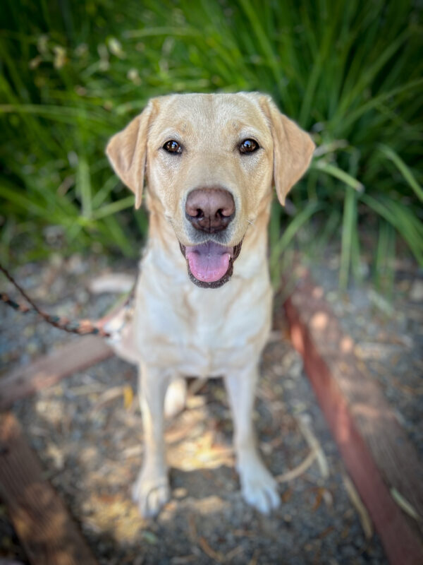 Yellow Lab, Dory sits smiling on a shady gravel patch in front of bright green plants.
