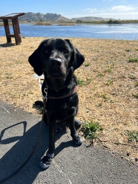 Close up photo of brindle lab Dreamy wearing her harness and all four booties on a local trail. She is sitting and looking at the camera with her large ears perked forward. Grass, blue water in the background with green hills and a blue sky in the distance.