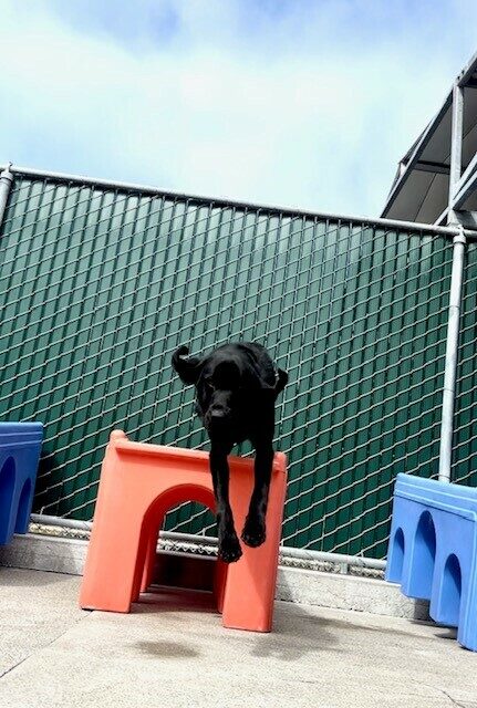 Brindle lab Dreamy in mid-jump in community run. She is jumping off of a red plastic play structure and her ears are curled out as though they are flapping.
