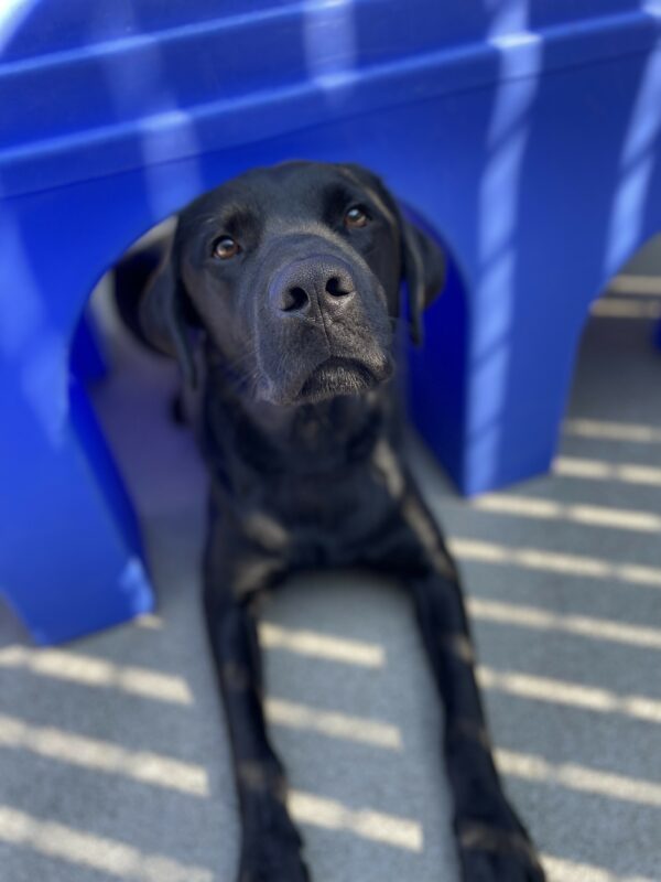 <p>Black labrador Dudley is lying under royal blue play equipment, peeking up at the camera with his front legs extended.</p>