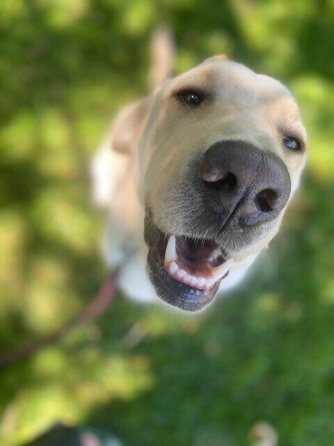 Eleanor, yellow lab female, looking up at the camera lovingly; she also wanted a kibble. The background is green from the grass.