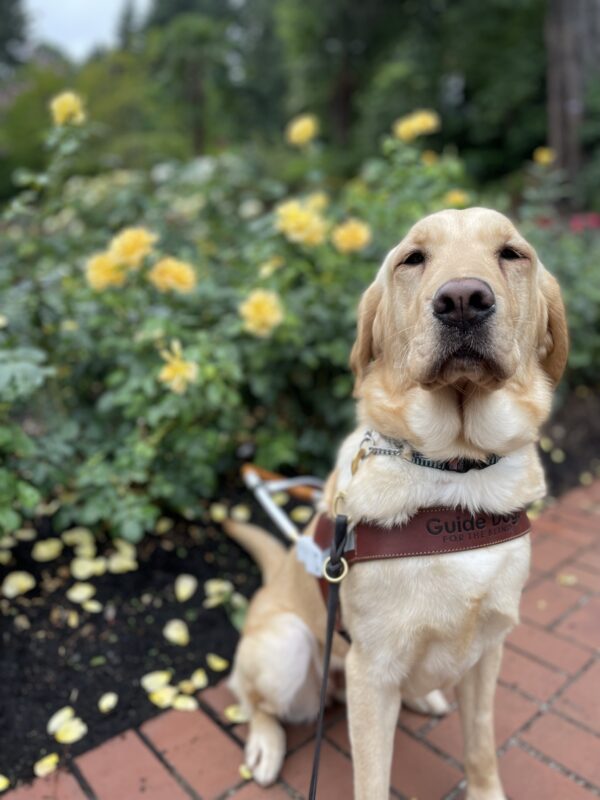 Fajita, a yellow short-coated cross, sits proudly in front of a yellow rose bush while wearing her harness.
